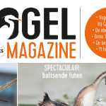 Vogel Magazine